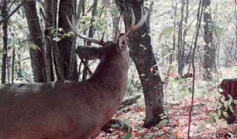 Deer in the woods